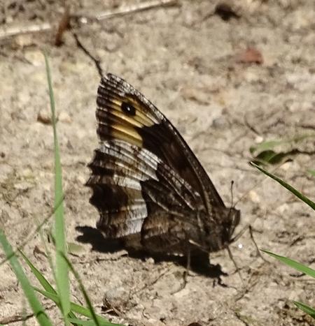 Hipparchia sp.